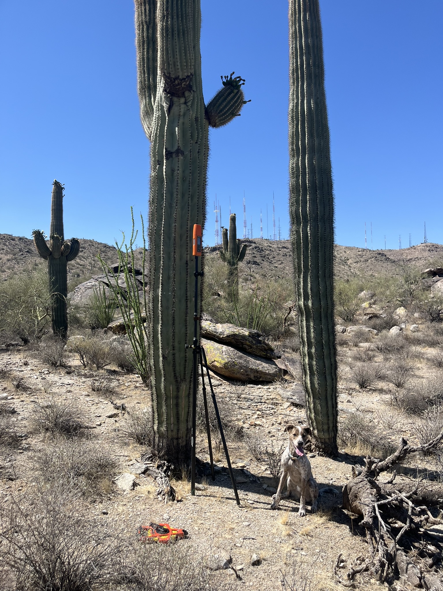 Saguaro monitoring at South Mountain