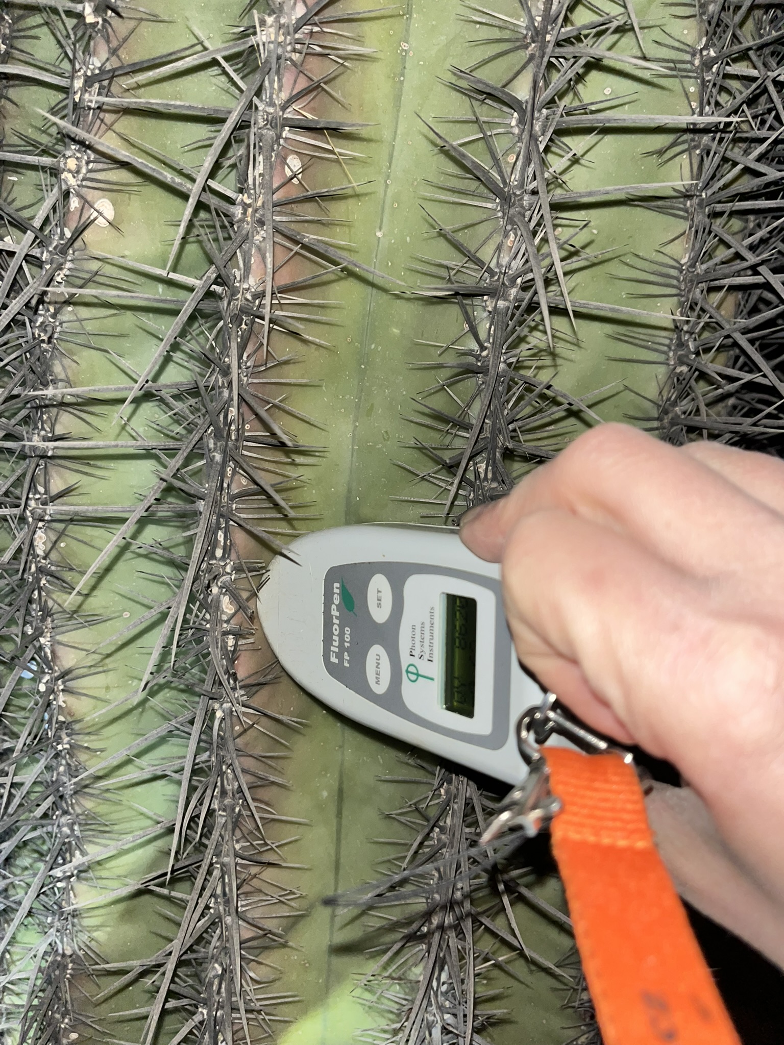 South Mountain landscape